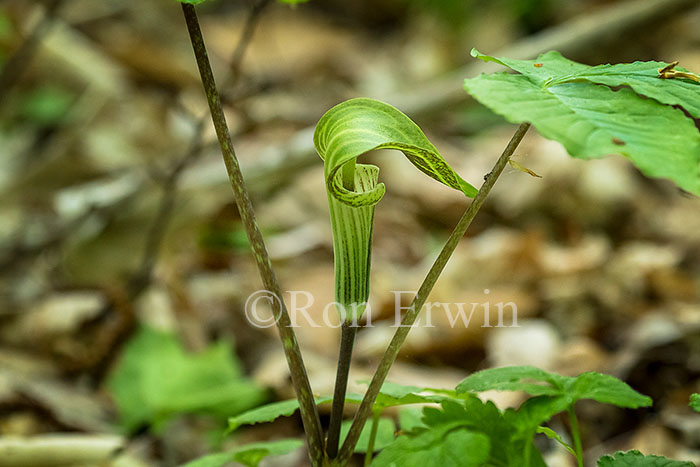 Jack-in-the-pulpit