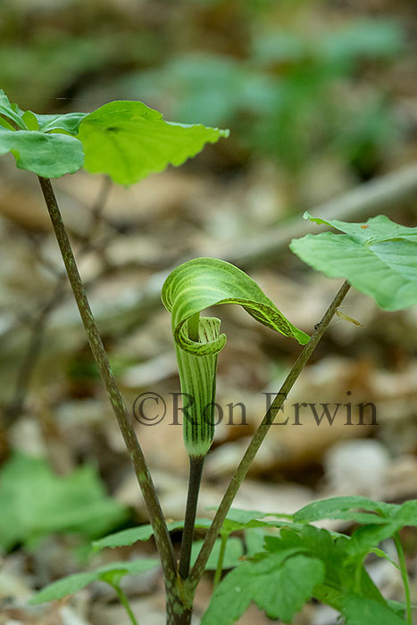 Jack-in-the-pulpit