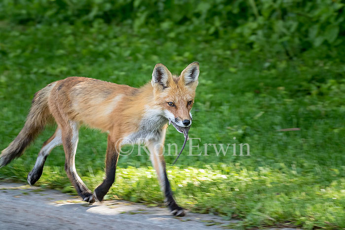 Red Fox with Rat