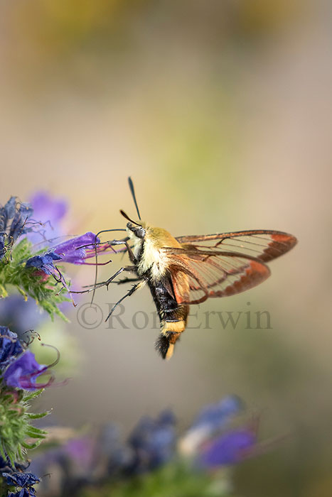 Snowberry Clearwing Moth