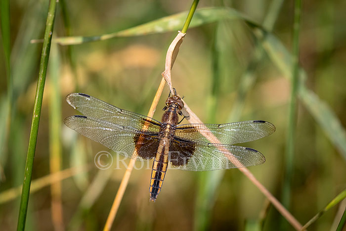 Female Widow Skimmer