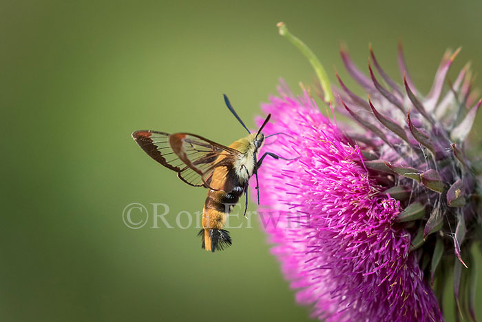 Snowberry Clearwing Moth