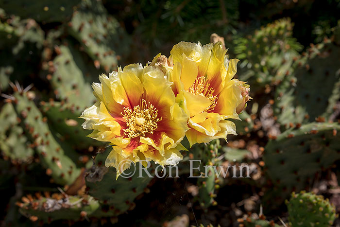 Prickly Pear Cactus