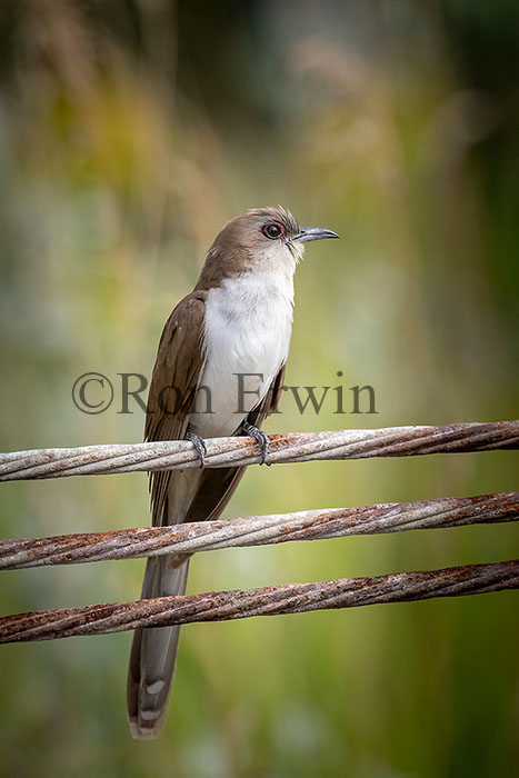 Black-billed Cuckoo