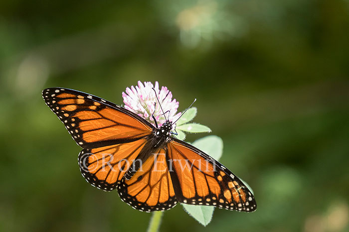 Male Monarch Butterfly