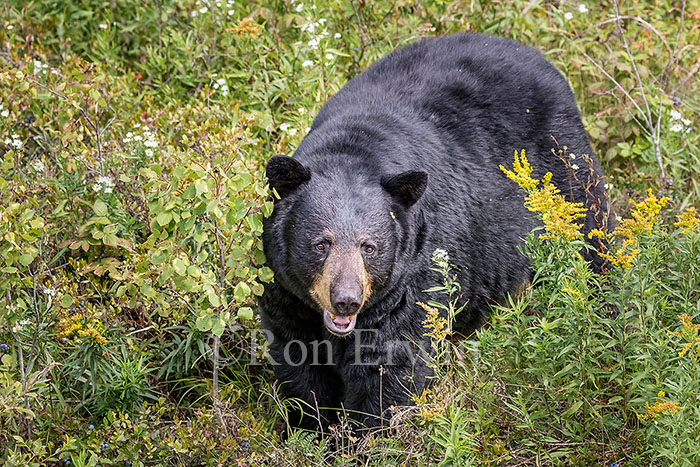 Black Bear