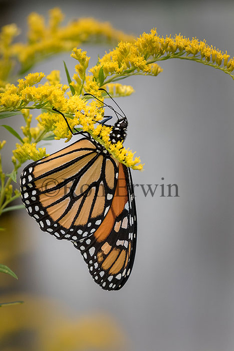 Male Monarch Butterfly