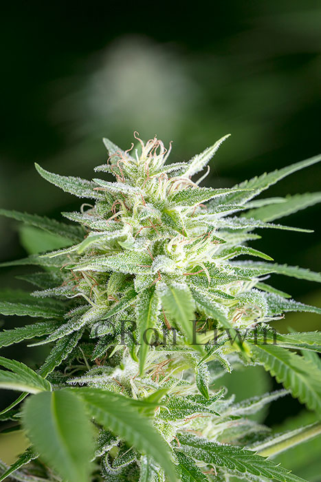Cannabis in Flower