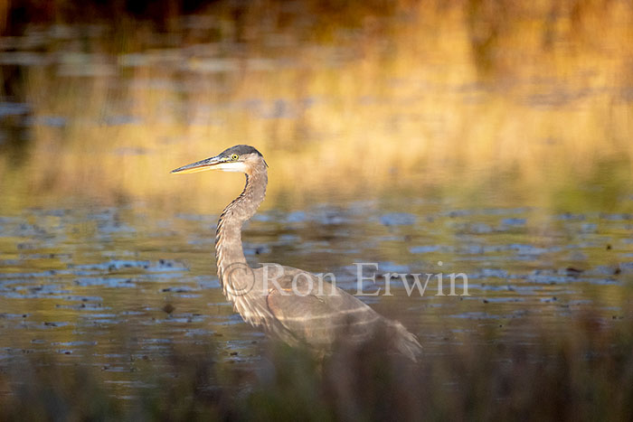 Blue Heron