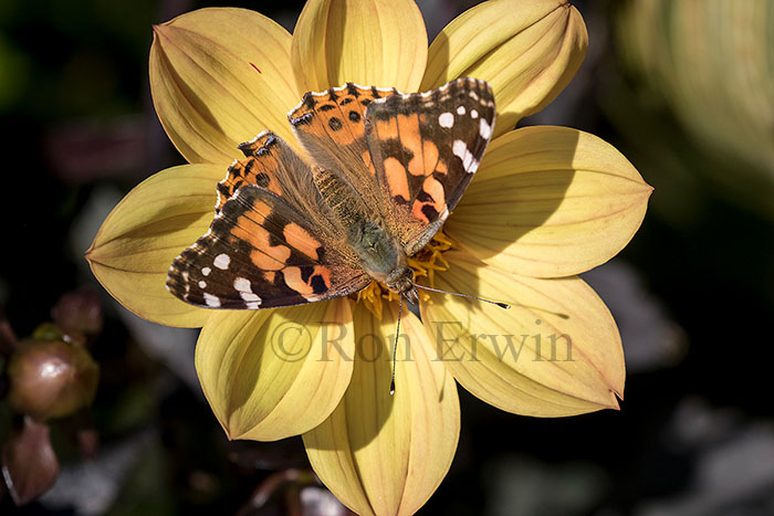 Painted Lady Butterfly