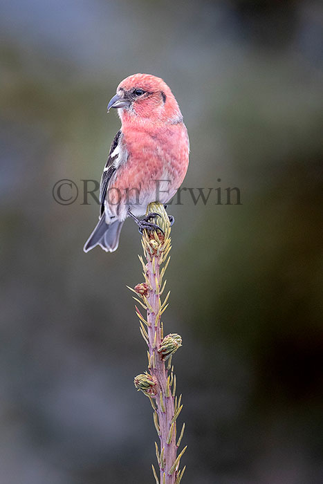 White-winged Crossbill Male