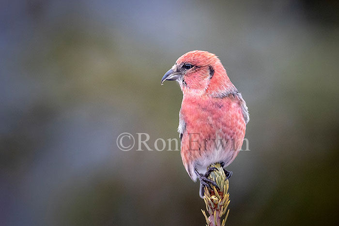 White-winged Crossbill Male