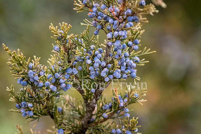 Juniper Berries