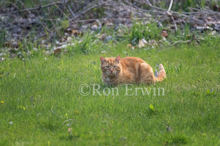 Orange Tabby Cat