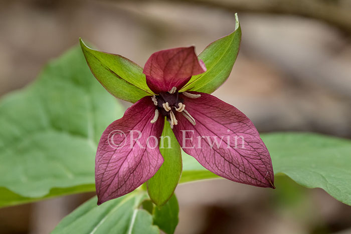 Red Trillium