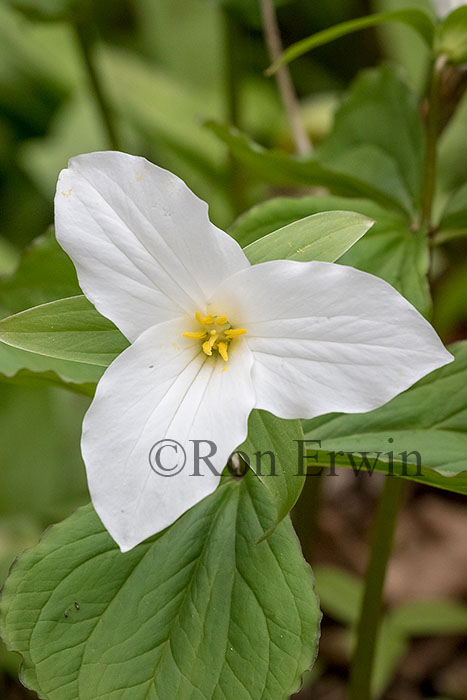 White Trillium
