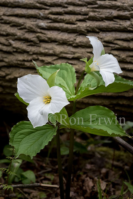 White Trilliums