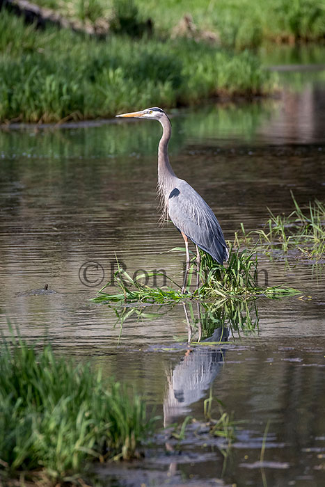 Great Blue Heron