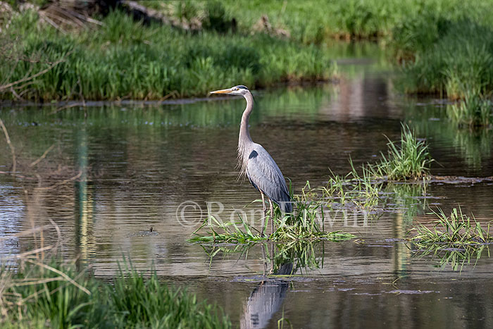 Great Blue Heron