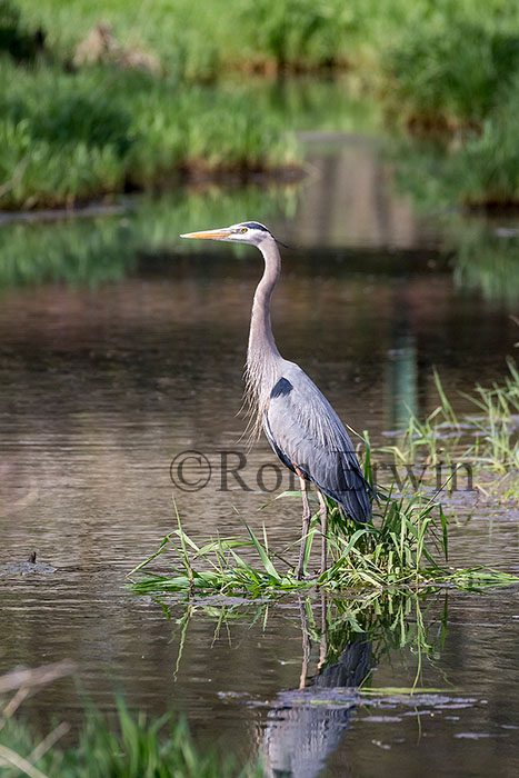 Great Blue Heron