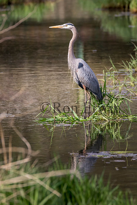 Great Blue Heron