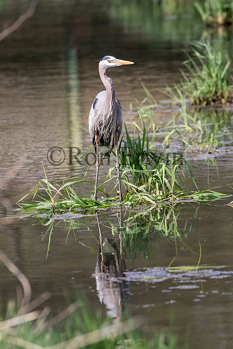 Great Blue Heron