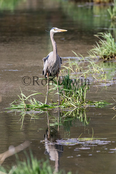 Great Blue Heron