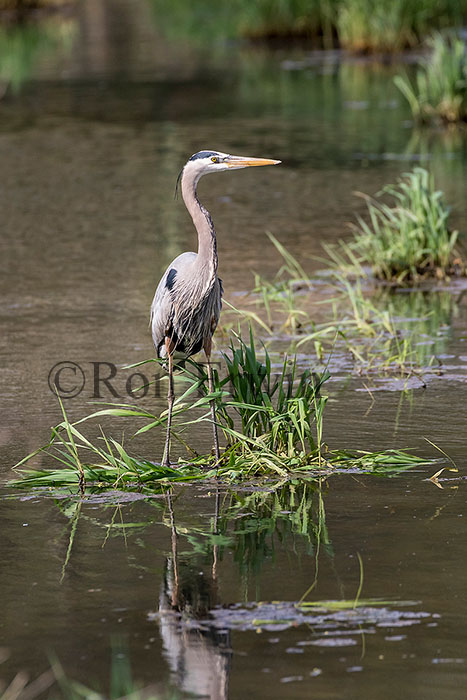 Great Blue Heron