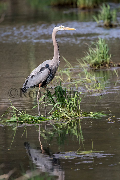 Great Blue Heron