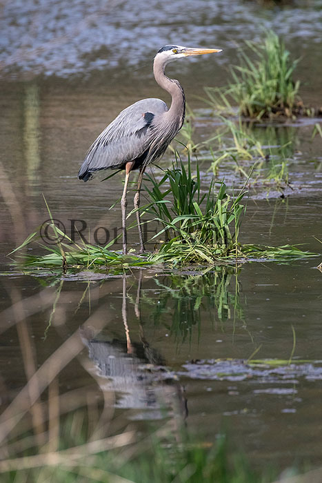 Great Blue Heron