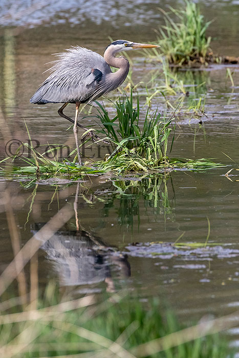 Great Blue Heron