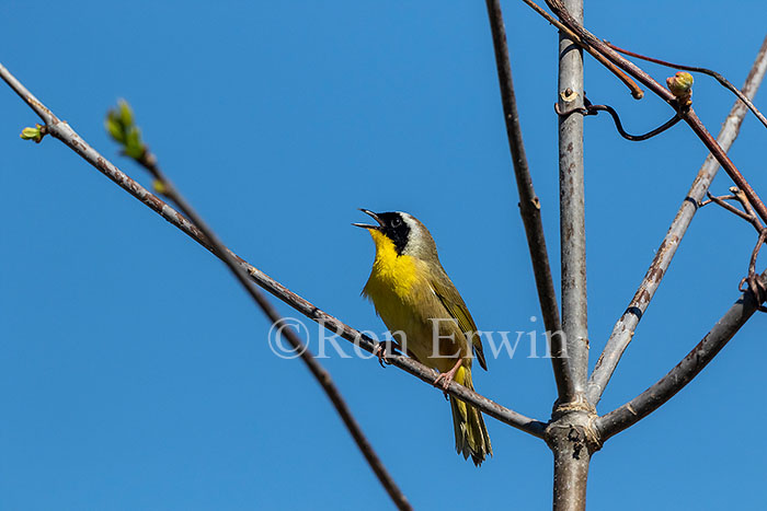 Common Yellowthroat