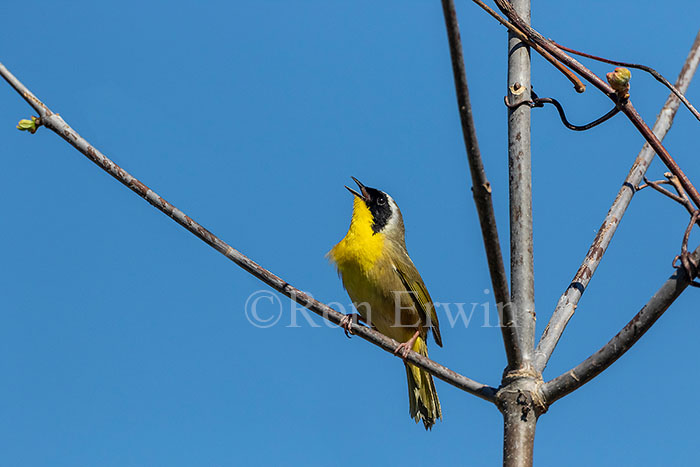 Common Yellowthroat
