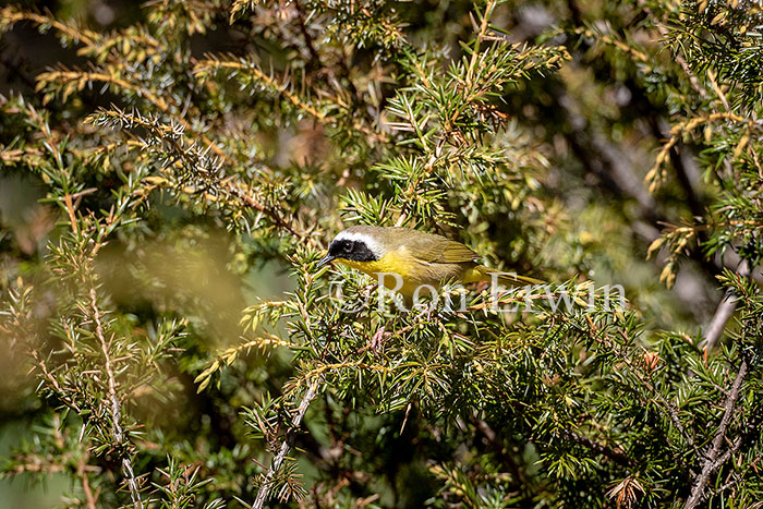 Common Yellowthroat Male