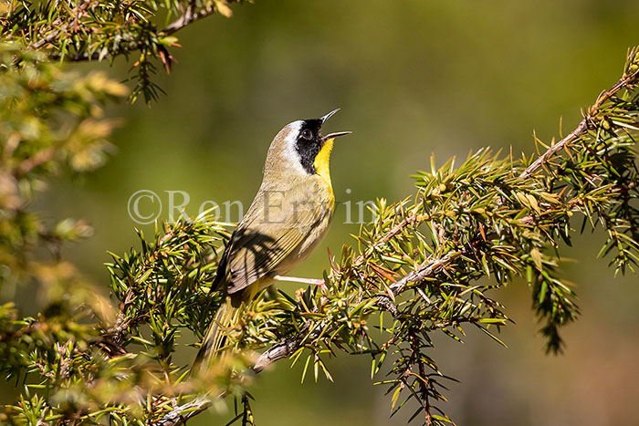 Common Yellowthroat Male
