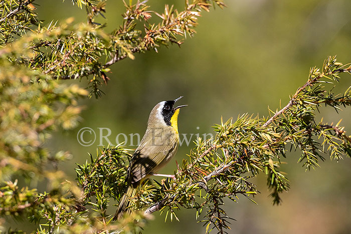 Common Yellowthroat Male