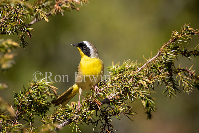 Common Yellowthroat Male