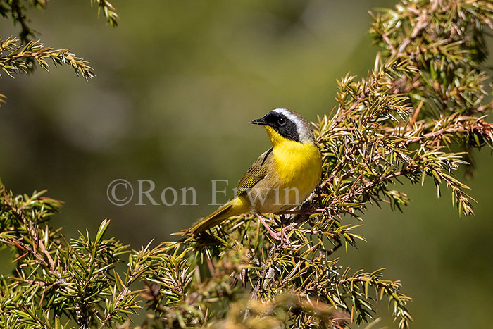 Common Yellowthroat Male