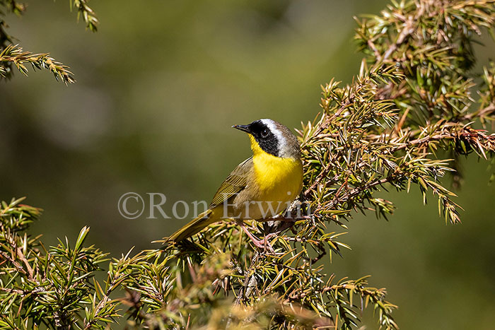Common Yellowthroat Male