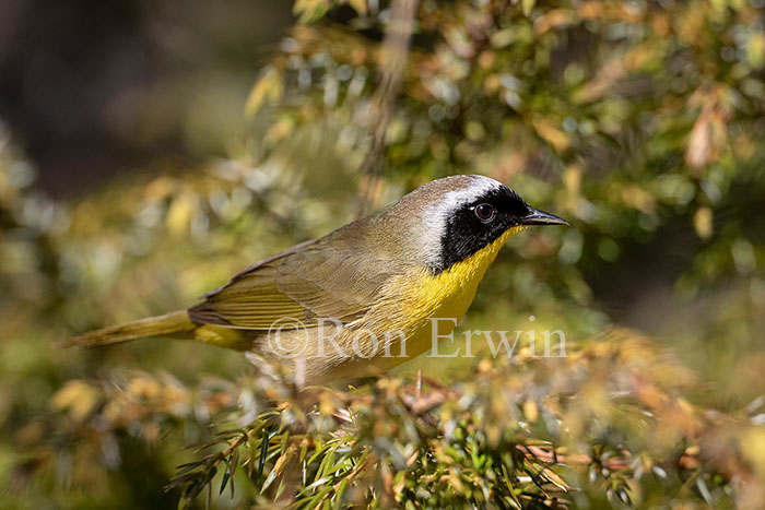 Common Yellowthroat Male