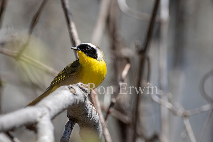 Common Yellowthroat Warbler Male
