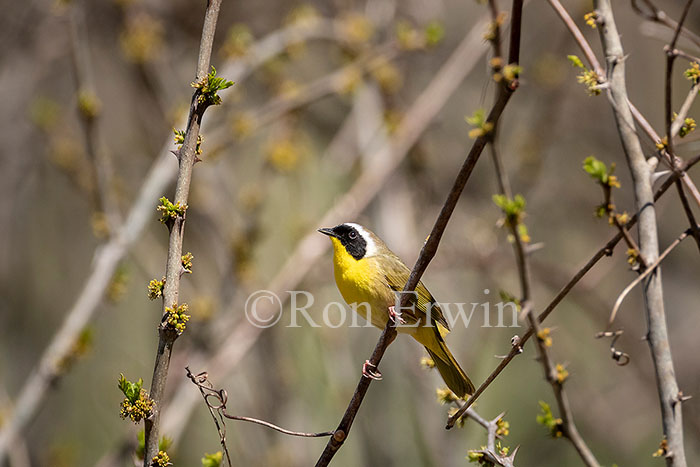 Common Yellowthroat Warbler Male