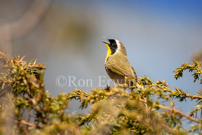 Common Yellowthroat Warbler Male