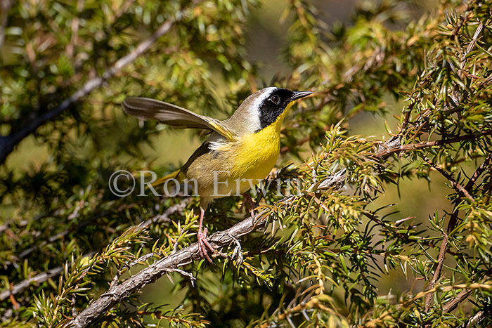 Common Yellowthroat Warbler Male