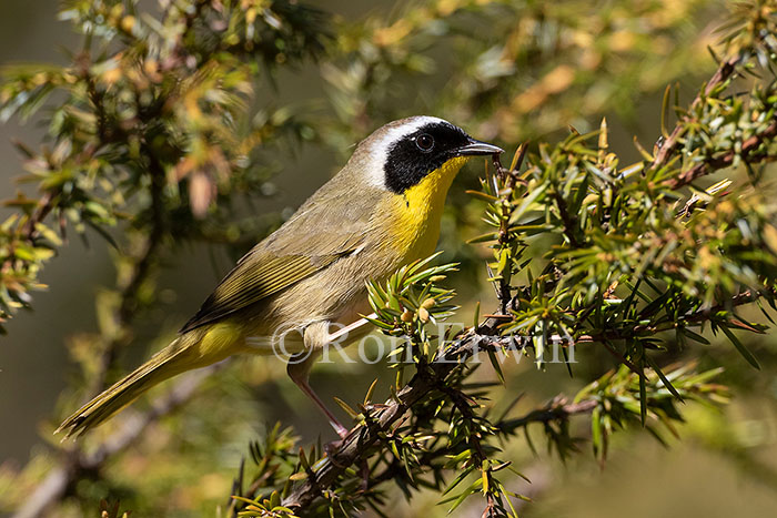Common Yellowthroat Warbler Male