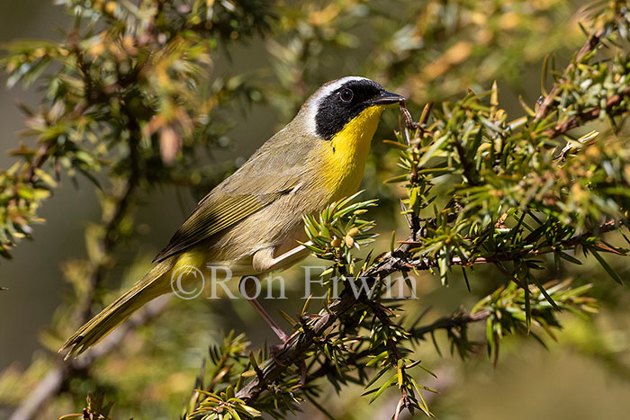 Common Yellowthroat Warbler Male