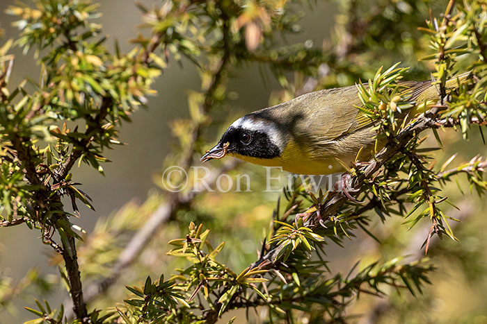 Common Yellowthroat Warbler Male