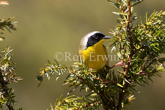 Common Yellowthroat Warbler Male