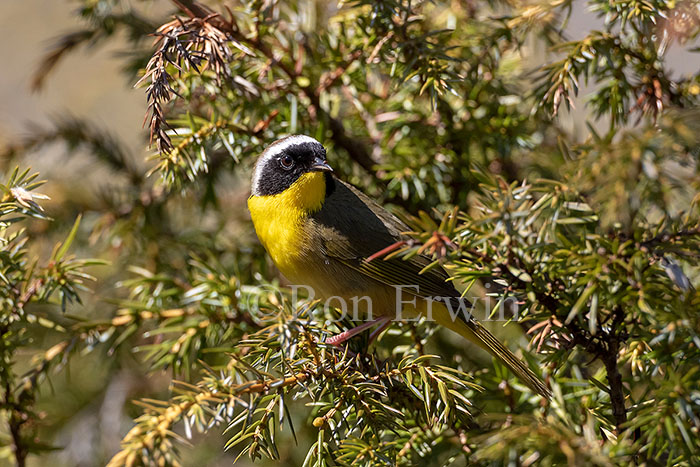 Common Yellowthroat Warbler Male