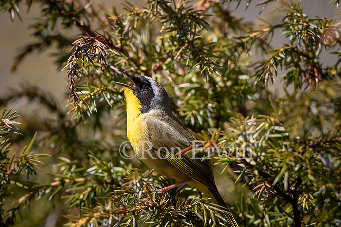 Common Yellowthroat Warbler Male